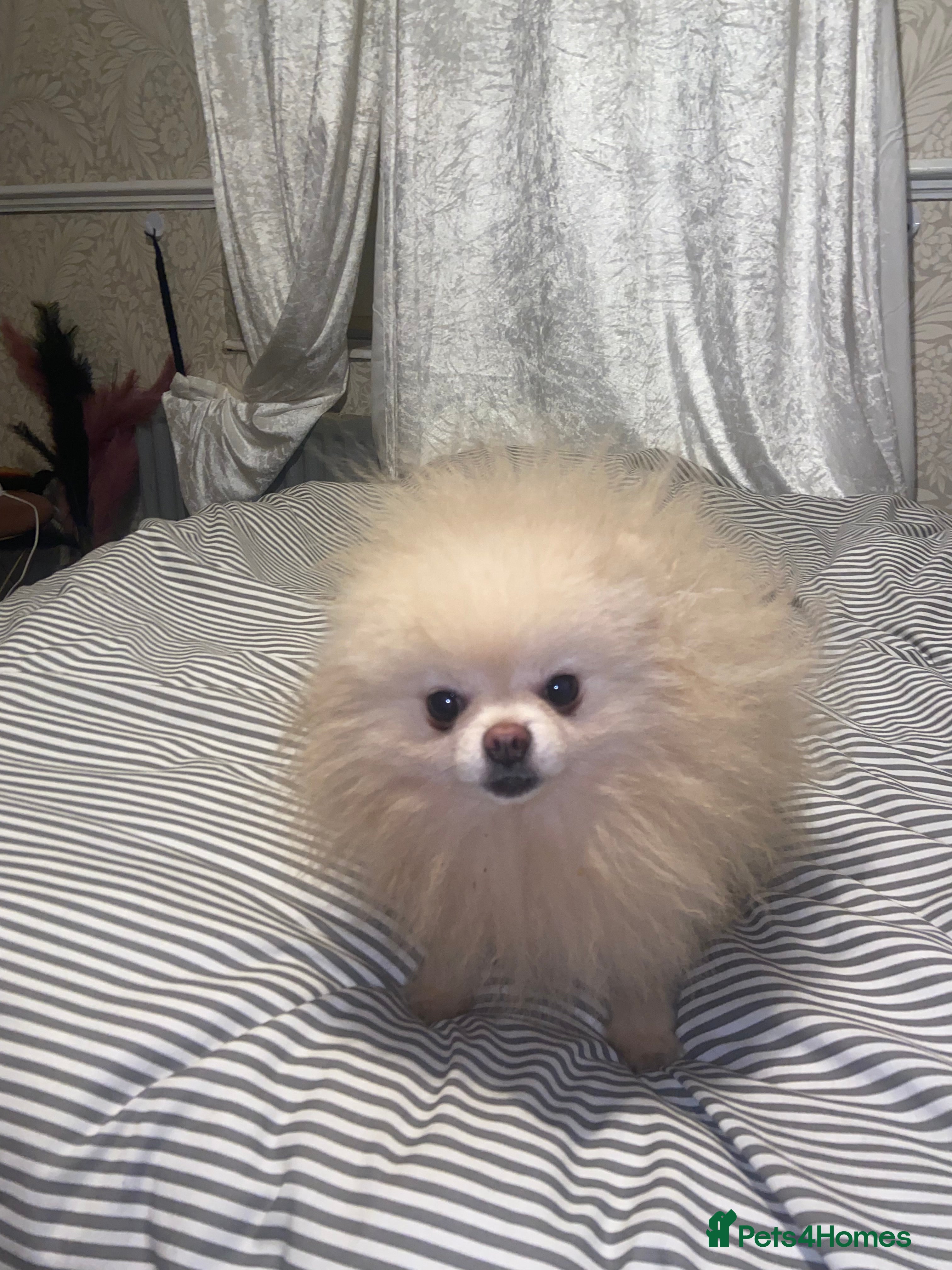 Pomeranian dogs Chaio Li Ya top champion lines stud dog kc reg - Advert 15