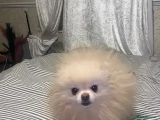 Pomeranian dogs Chaio Li Ya top champion lines stud dog kc reg - Advert 15