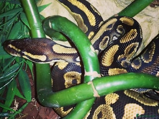 Python Snake reptiles - Advert 1