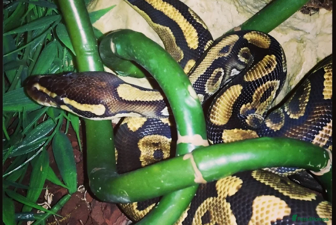 Python Snake reptiles for sale: Ball Python, 13 year old male. - Advert 1