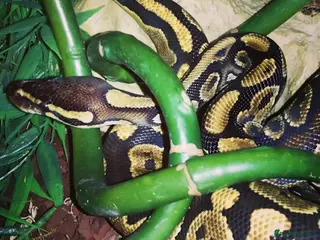 Python Snake reptiles Ball Python, 13 year old male. - Advert 1