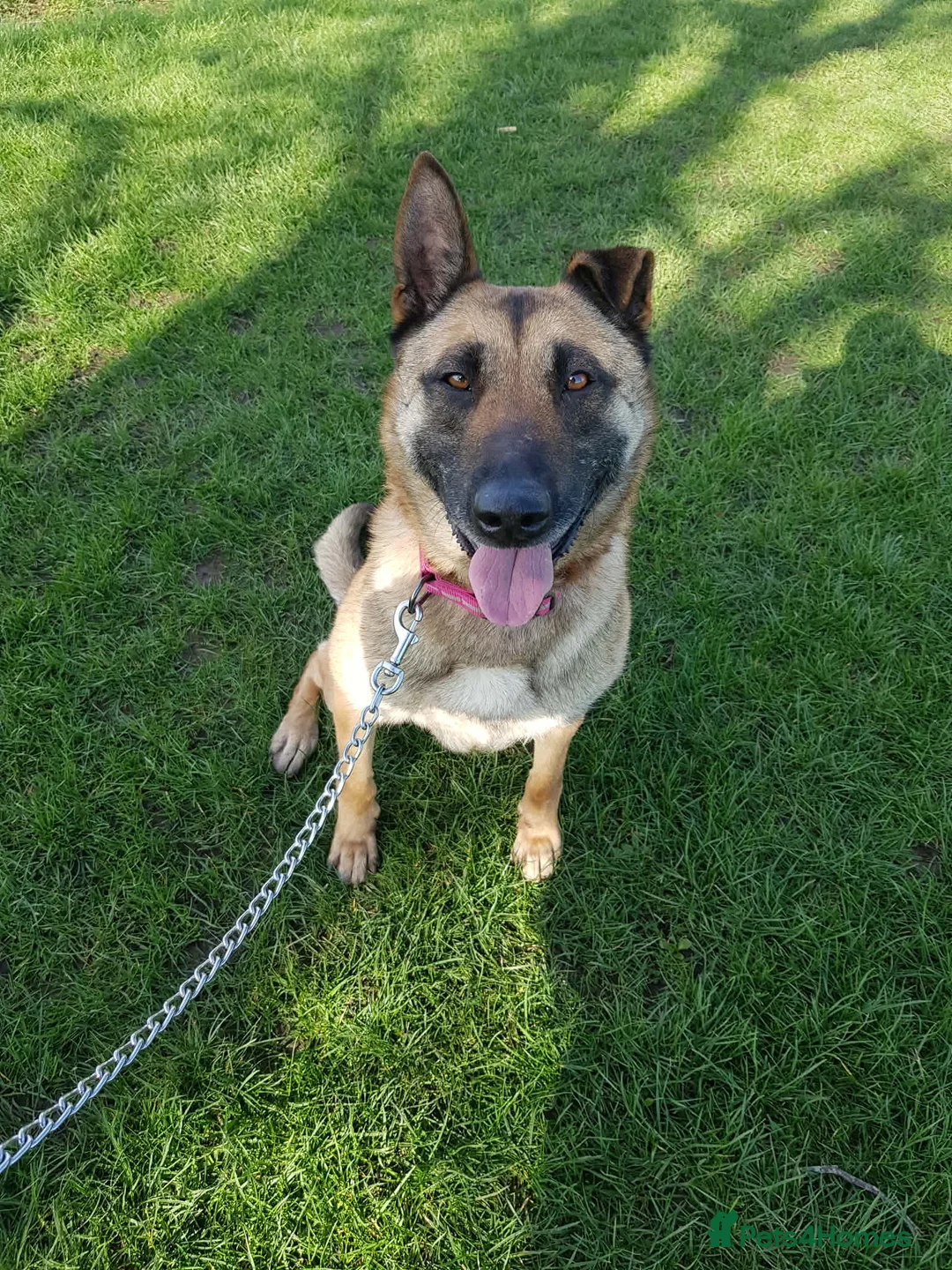Mixed Breed dogs for sale: German Shepard x Malinois Seeking Forever Home - Advert 1