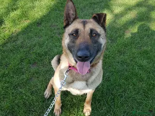 Mixed Breed dogs German Shepard x Malinois Seeking Forever Home - Advert 2