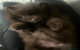 Pomeranian dogs for sale: 4 fluffy cute kc reg Pomeranian puppies  - Advert 16