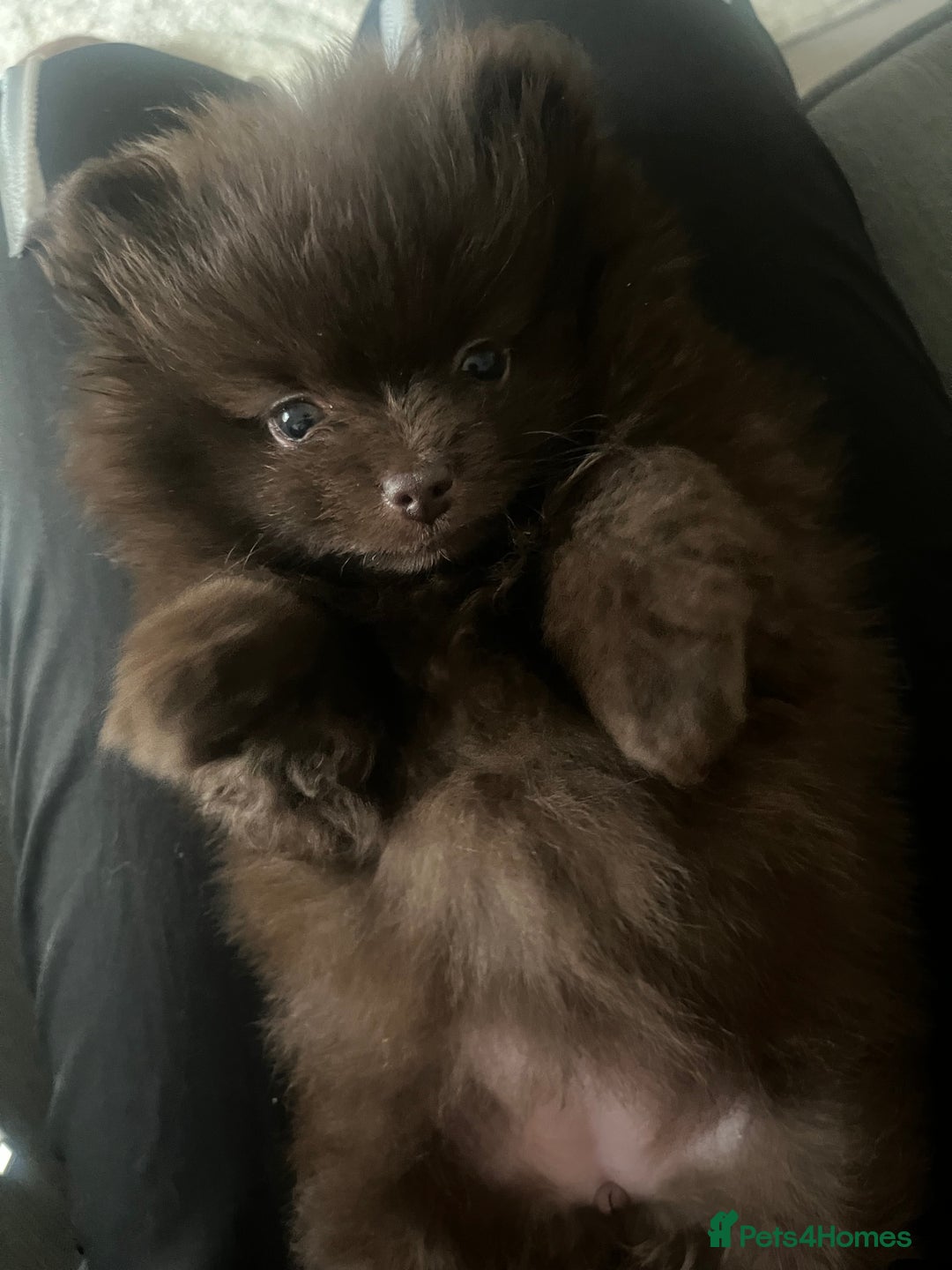 Pomeranian dogs for sale: 4 fluffy cute kc reg Pomeranian puppies  - Advert 16