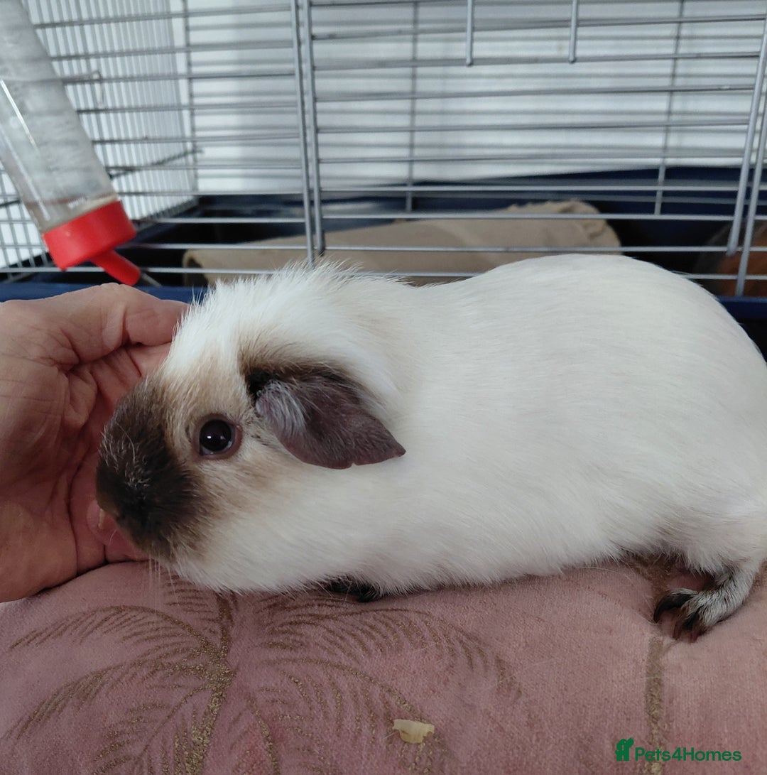 Guinea Pig rodents for sale: Assorted Pure breed guinea pigs - Advert 2