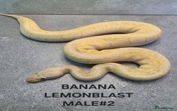 Python Snake reptiles for sale: Royal pythons - Image 12
