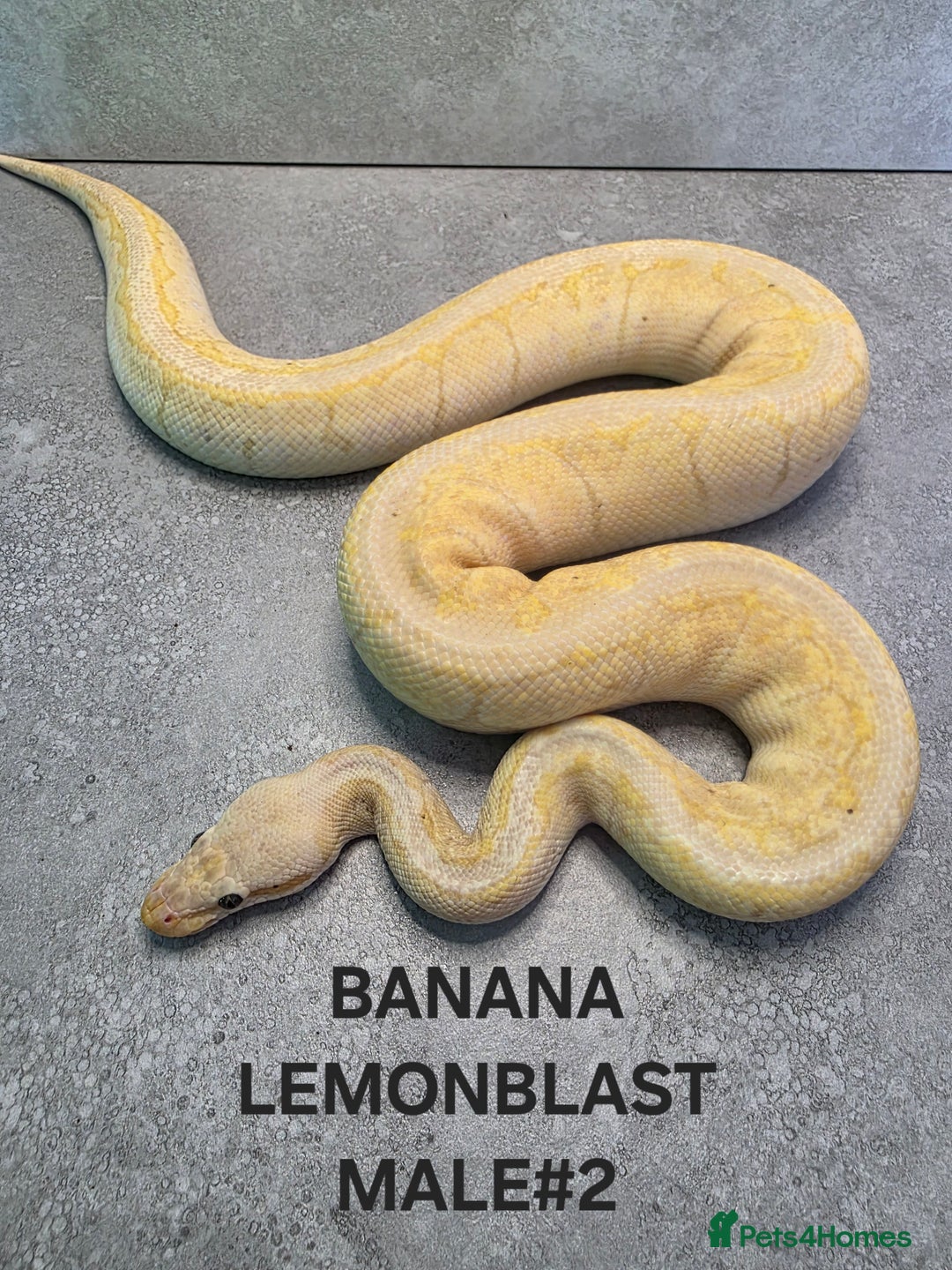Python Snake reptiles for sale: Royal pythons - Image 12