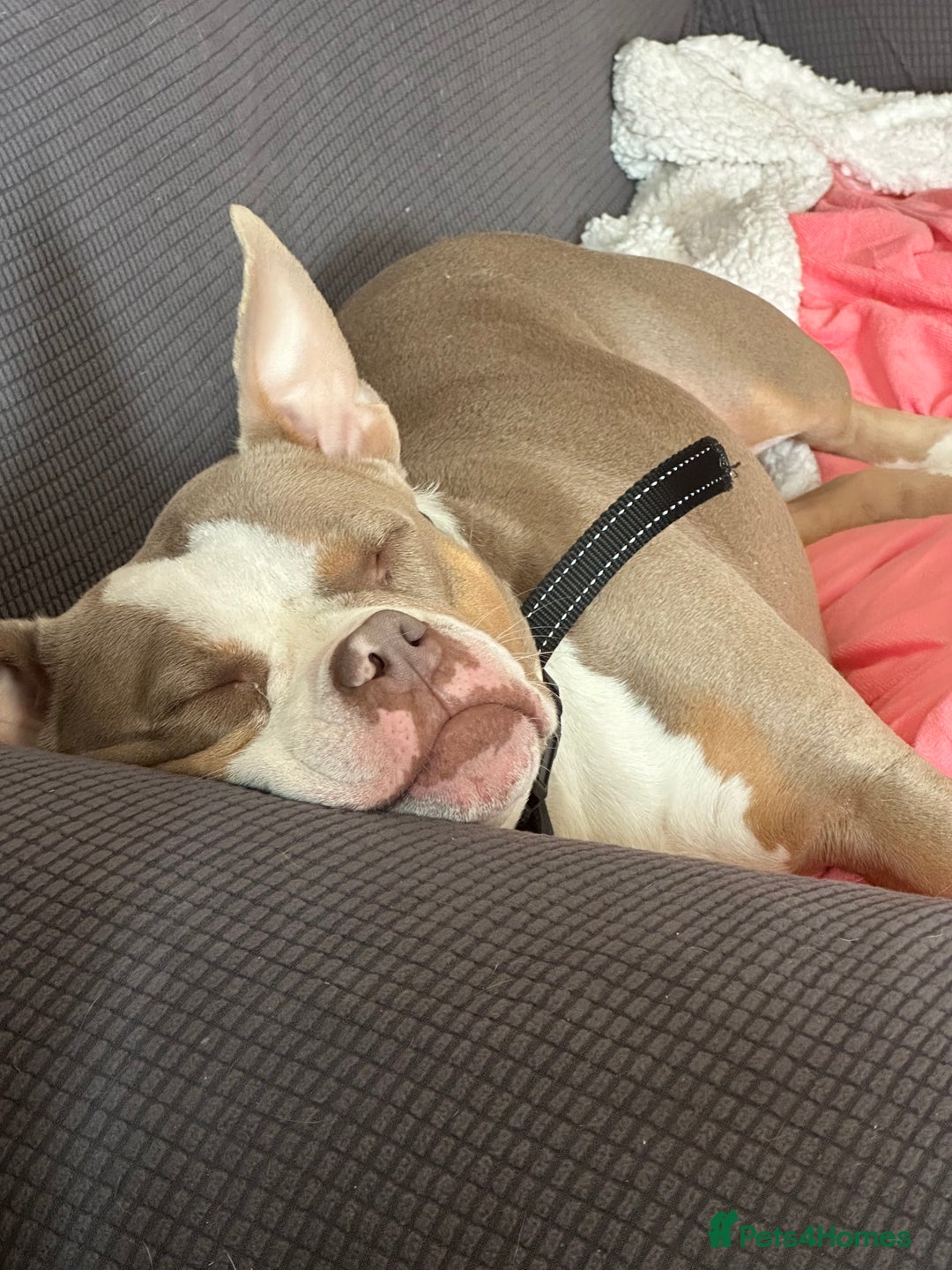 American Bully dogs for sale: American pocket bully 3yrs old female  - Image 1