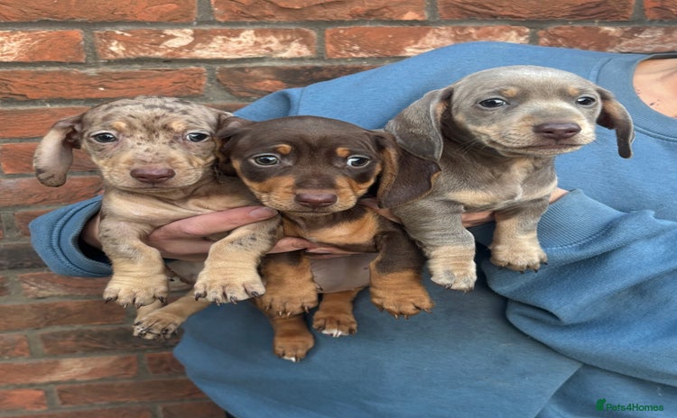 Miniature Dachshund dogs - Advert 8