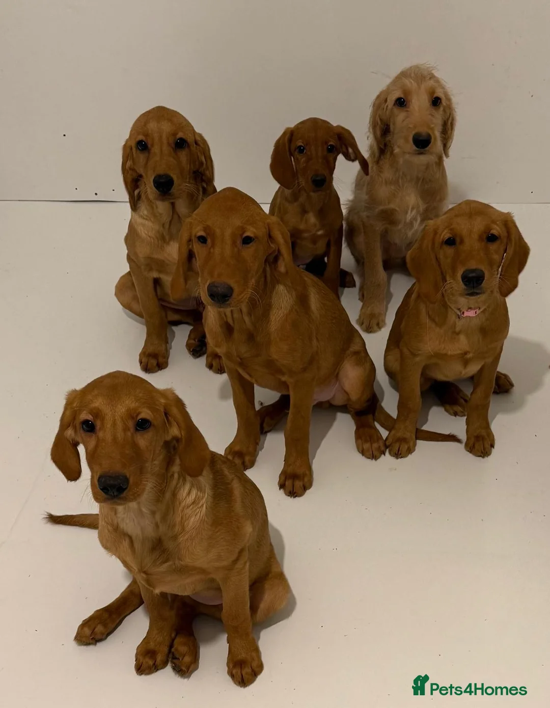 Goldador dogs for sale: BORN FROM HIP, ELBOW AND DNA PERFECT PARENTS - Advert 2