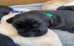Labrador Retriever dogs for sale: Stunning Labrador Puppies - Image 33