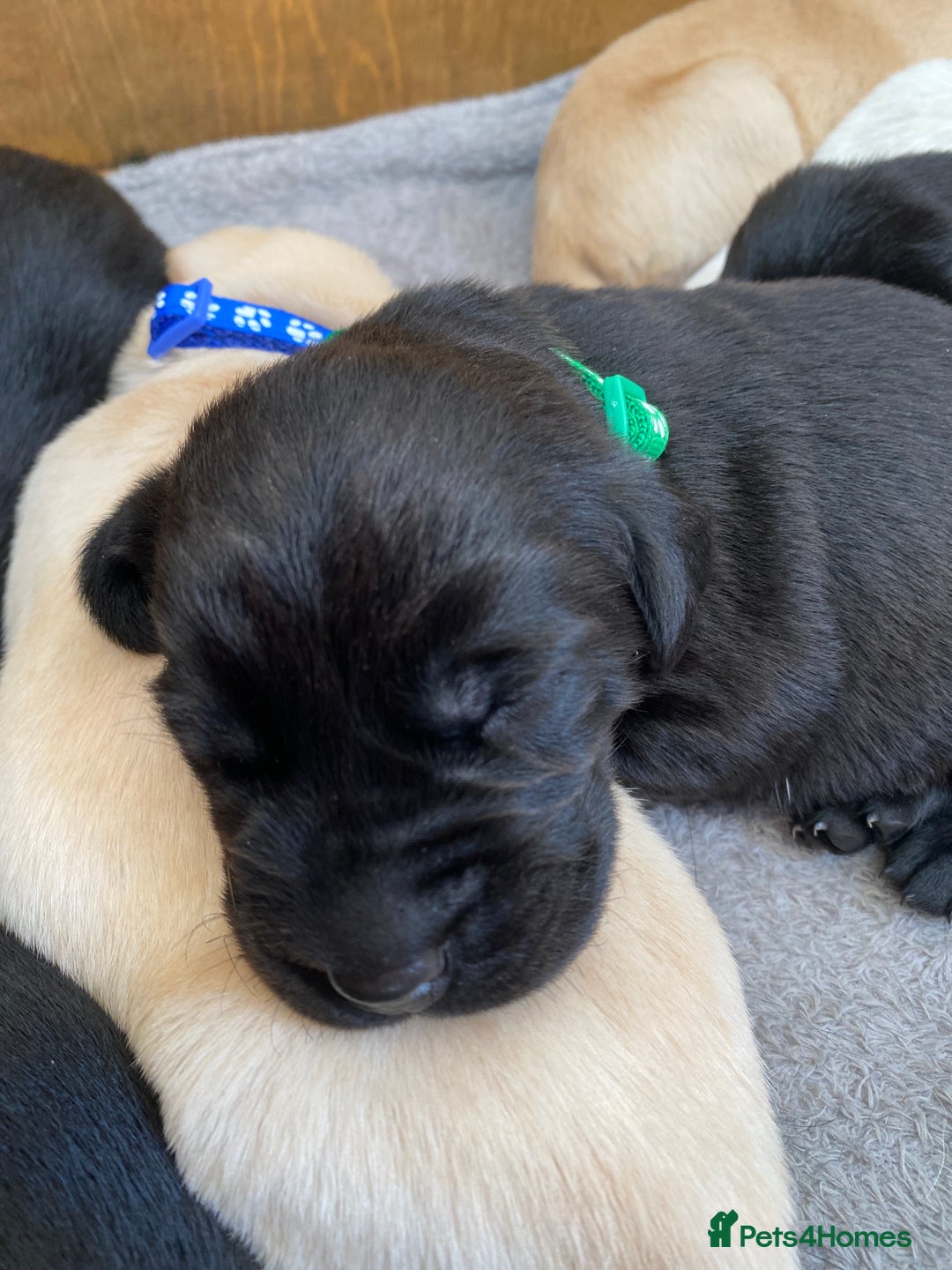 Labrador Retriever dogs for sale: Stunning Labrador Puppies - Image 33