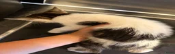 Domestic Shorthair cats for sale: Tabby/White kitten boy in Braintree - Advert 5