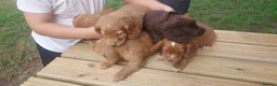 Cocker Spaniel dogs for sale: Health tested cocker spaniel puppies - Advert 7