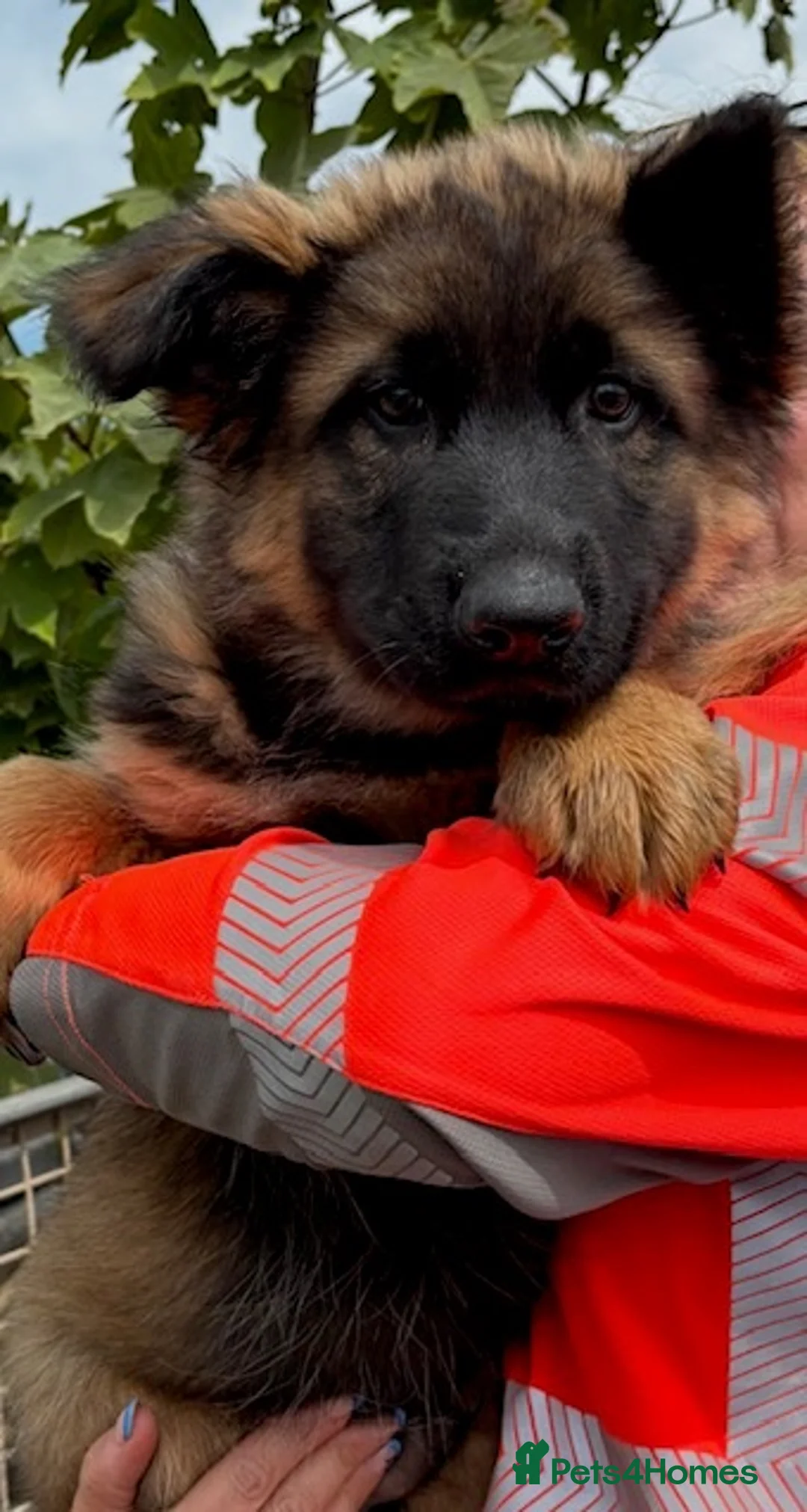 German Shepherd dogs for sale: German Shepard Pups For Sale - Advert 11