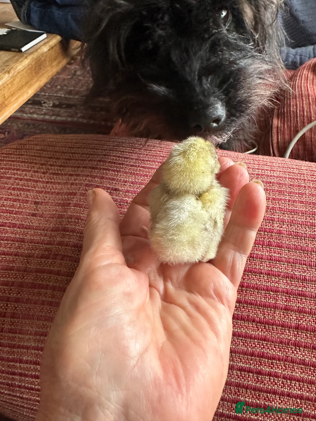 Chickens poultry for sale: Chicks, chickens and hatching eggs - Advert 2