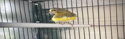 Mixed Breed birds for sale: Canary  - Advert 2