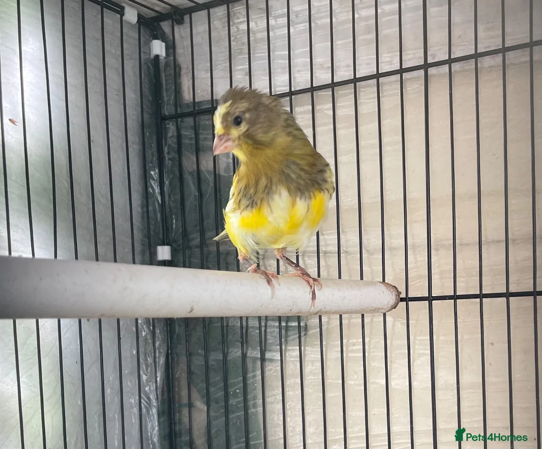 Mixed Breed birds for sale: Canary  - Advert 2