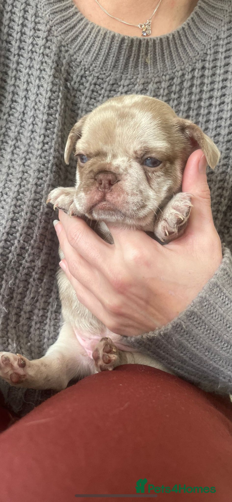 French Bulldog dogs Dbl lilac & cream Merle boy💙french bulldog puppy - Advert 12