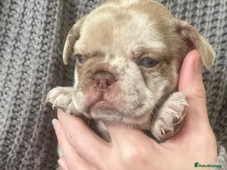 French Bulldog dogs Dbl lilac & cream Merle boy💙french bulldog puppy - Advert 12