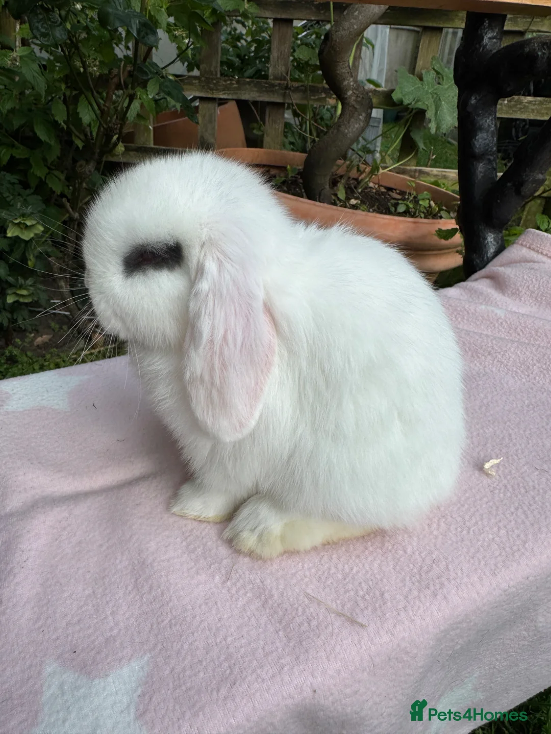 Mini Lop rabbits for sale: Beautiful mini lops for sale and 1 Lionlop  - Advert 2