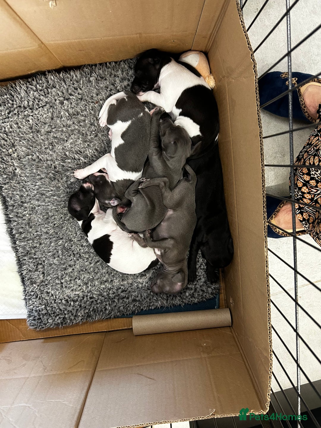 Italian Greyhound dogs for sale: Gorgeous iggy pups - Image 12