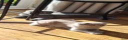 Scottish Fold cats for sale: Two Gorgeous kittens left 🐾😻🐾 - Advert 3