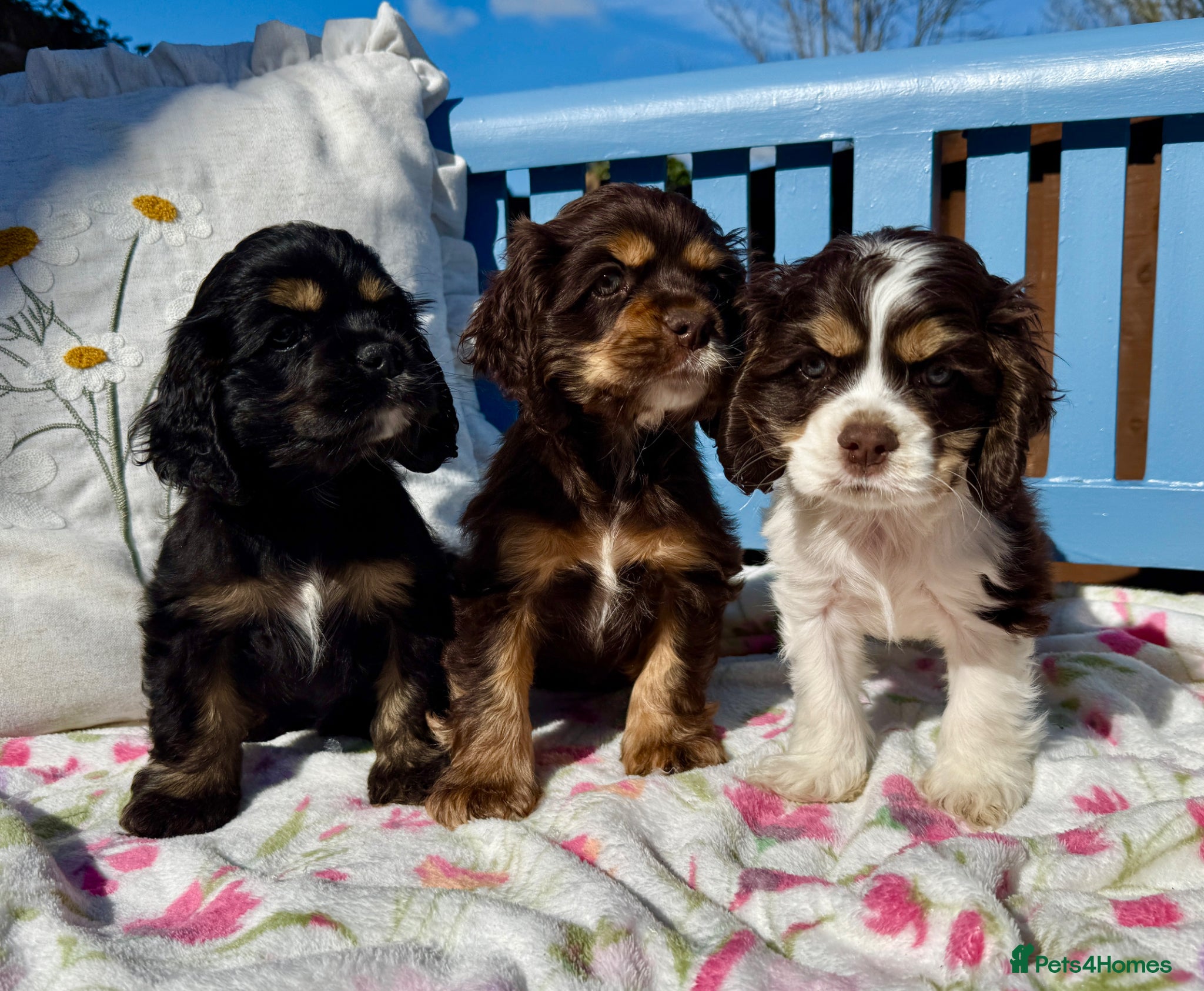 American Cocker Spaniel dogs KC reg. pure American Cocker Spaniel puppies  - Advert 1