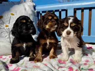 American Cocker Spaniel dogs for sale: KC reg. pure American Cocker Spaniel puppies - Advert 3
