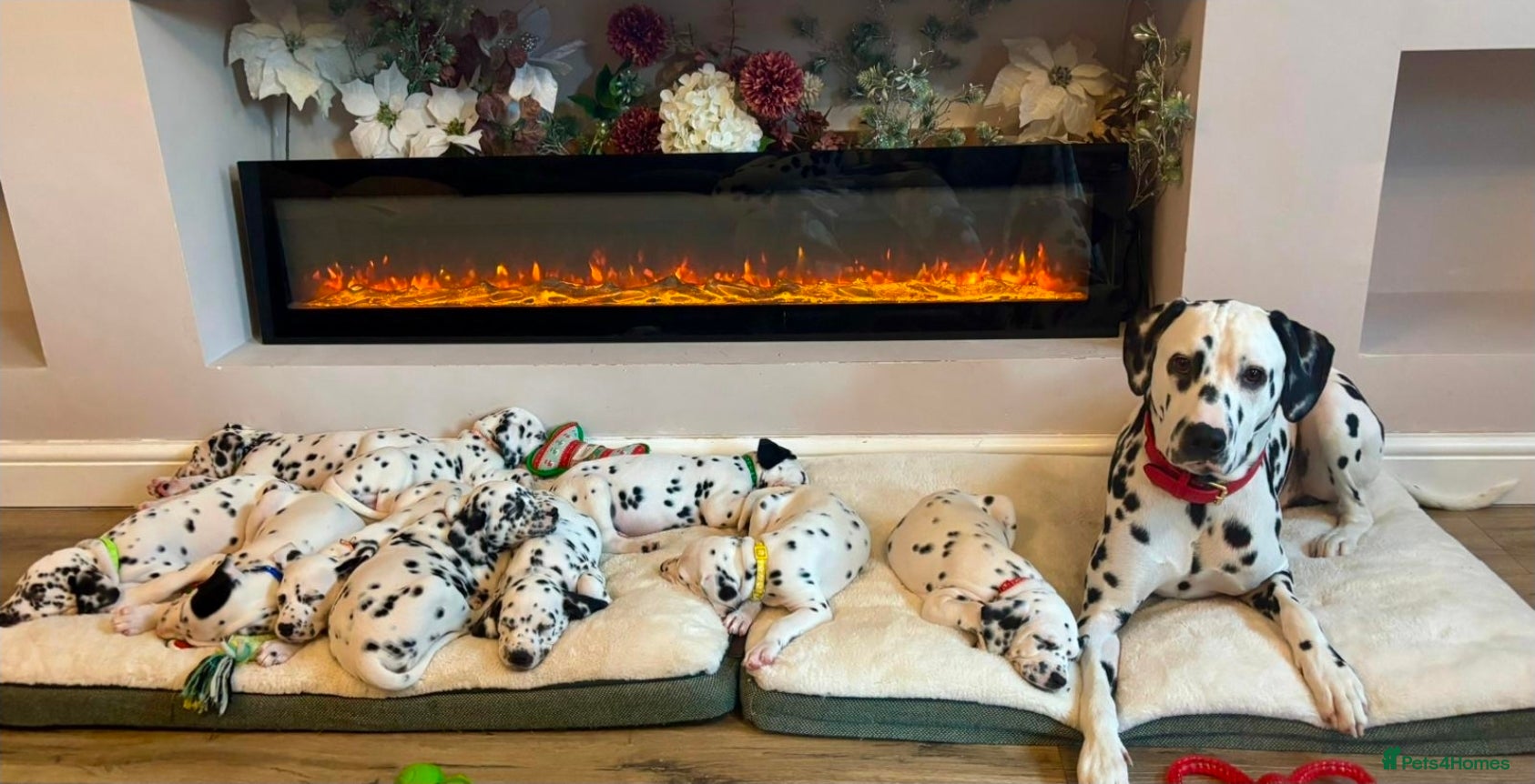 Dalmatian dogs beautiful dalmatian puppies - Advert 4