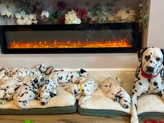 Dalmatian dogs beautiful dalmatian puppies - Advert 4