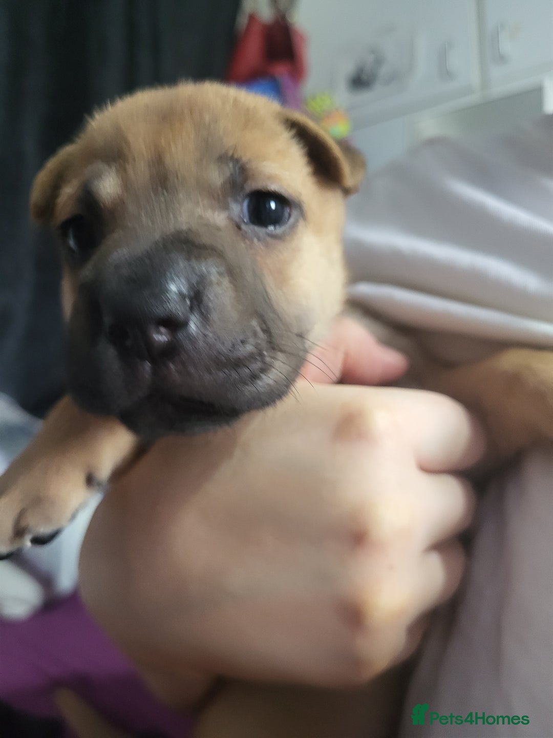 Mixed Breed dogs for sale: Belgian Malinois X Shar-pei puppies  - Image 36