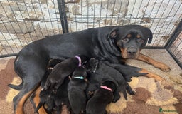 Rottweiler dogs for sale: KC Registered German Rottweiler Puppies - Image 12