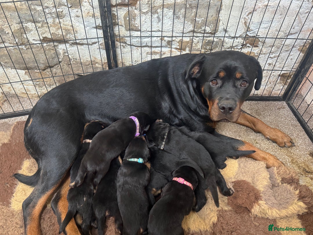 Rottweiler dogs for sale: KC Registered German Rottweiler Puppies - Image 12