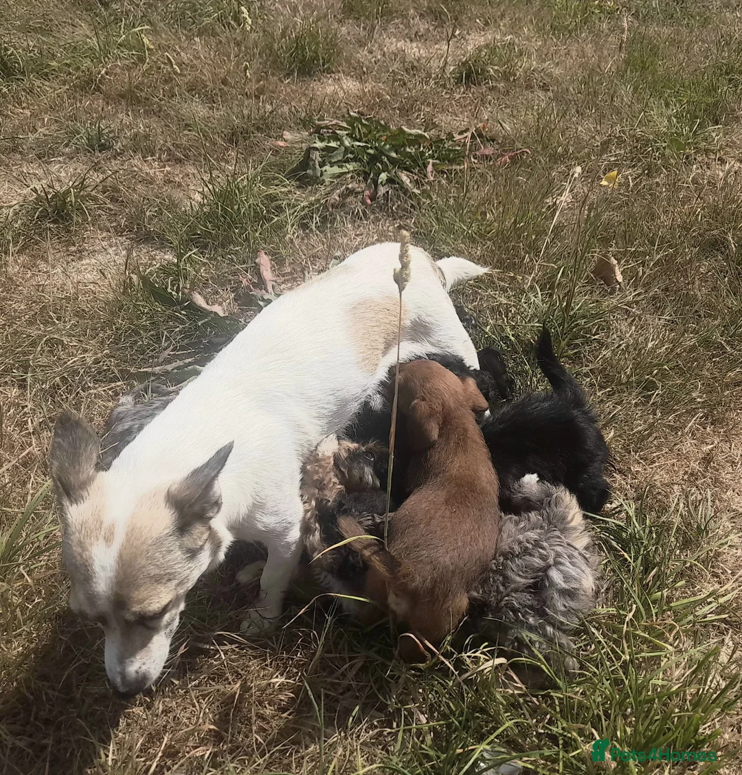 Jackapoo dogs for sale: Jackapoo pups  - Advert 1