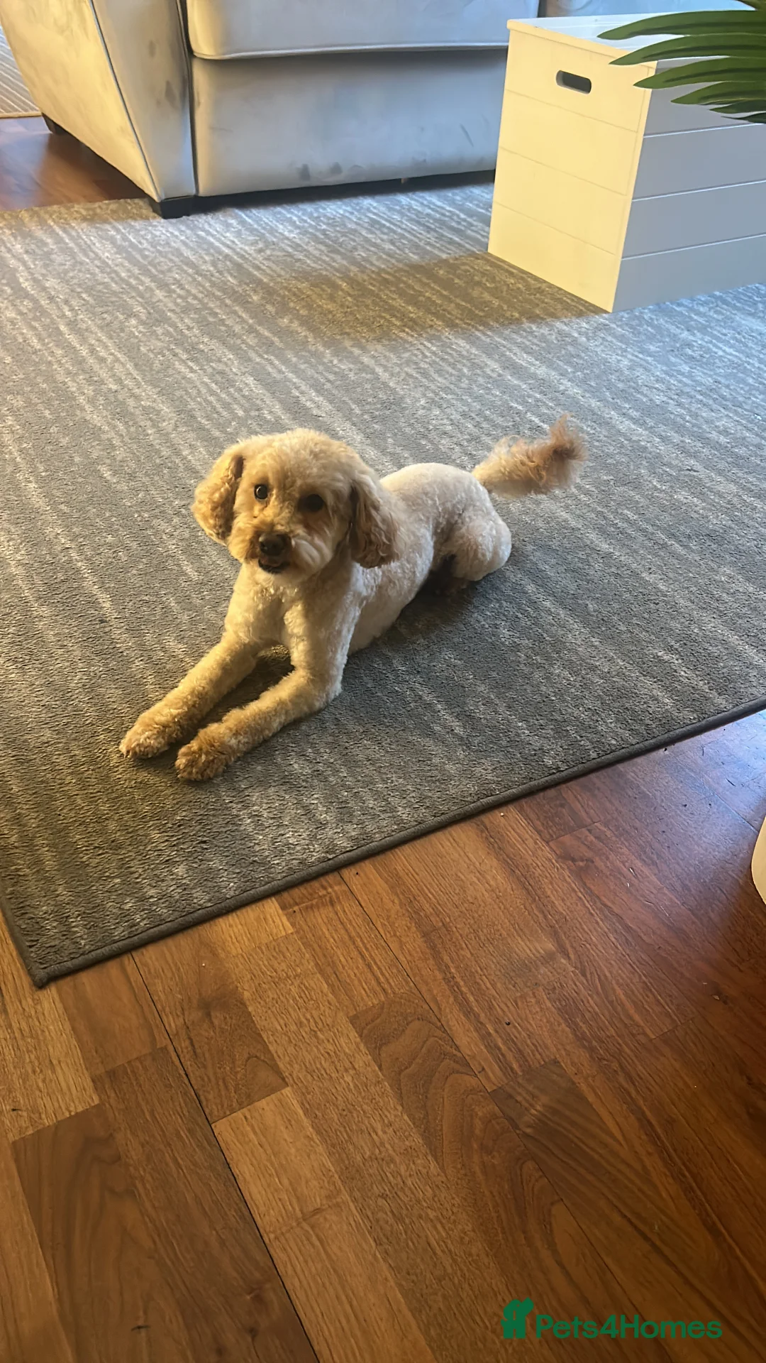 Shihpoo dogs for stud: Small Shihpoo male available for stud  in Woking - Advert 1