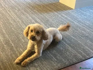 Shihpoo dogs Small Shihpoo male available for stud - Advert 16