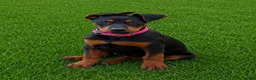 Chinese Red Dog dogs for sale: ( 1 GIRL LEFT  ) Chinese red dog  ( READY TO GO ) - Advert 9