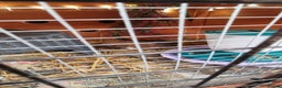 Quail poultry for sale: Cortinoux quails  - Advert 4