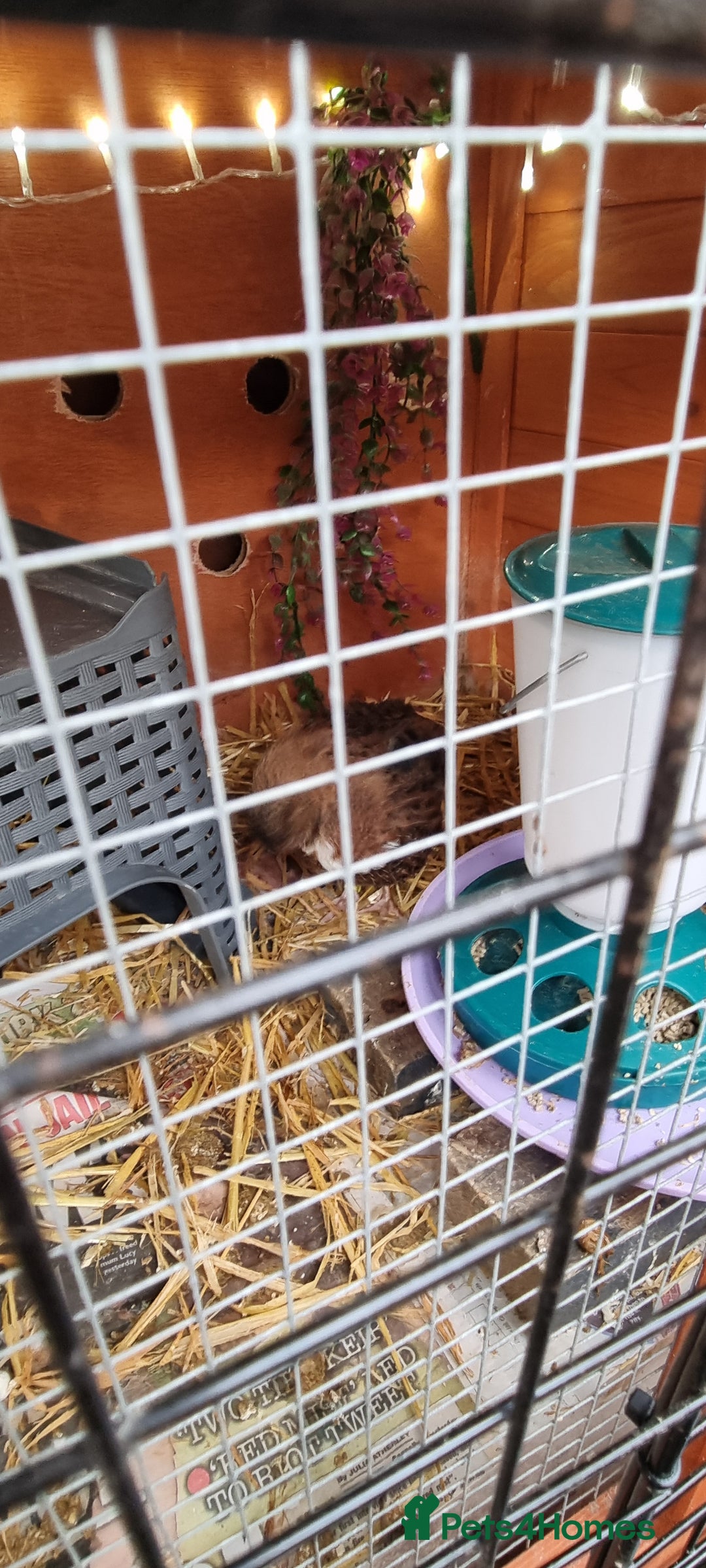 Quail poultry for sale: Cortinoux quails  - Advert 4