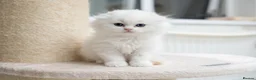 British Shorthair cats for sale: Adorable Kittens Ready For Reservation  - Advert 33