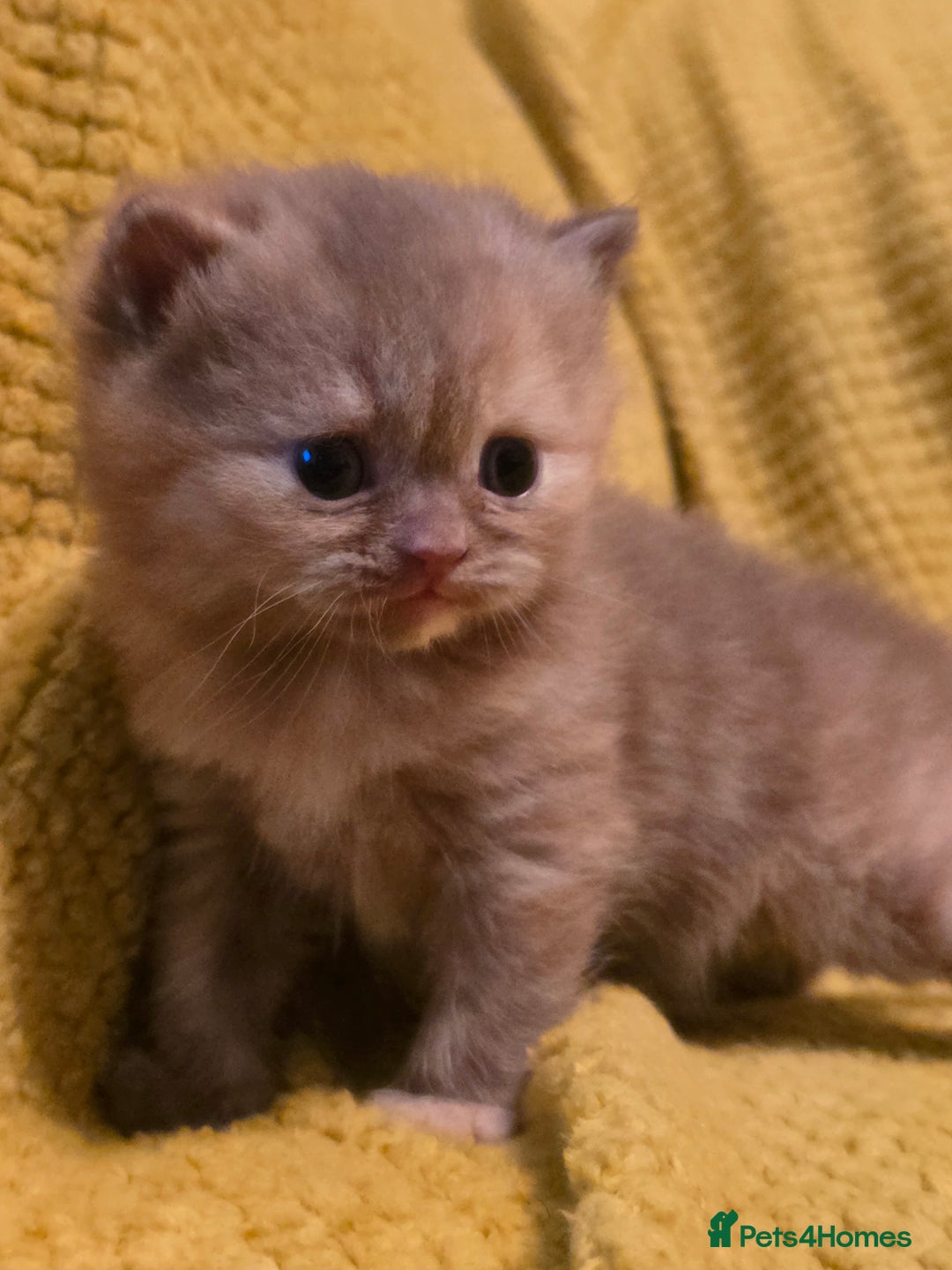 British Shorthair cats for sale: TICA registered British shorthair kittens - Advert 22