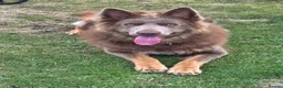 German Shepherd dogs for sale: Isabella german shepherd puppies  - Advert 9