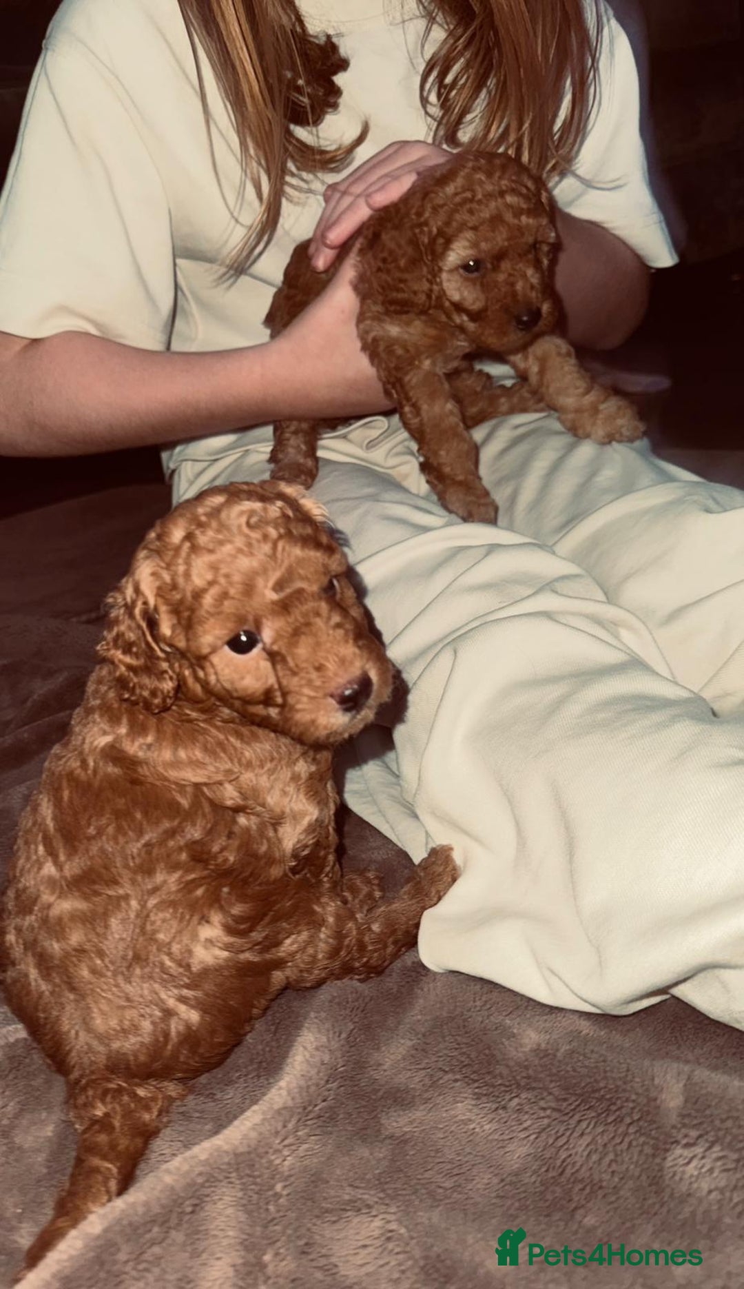 Miniature Poodle dogs for sale: ✨ Last boy available kc miniature poodle ✨ - Image 12