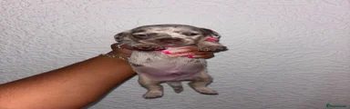 Chiweenie 1