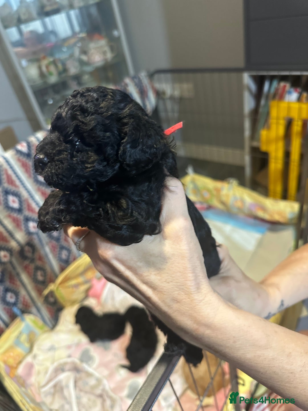 Yorkiepoo dogs for sale: Yorkiepoo puppies for sale - Image 6