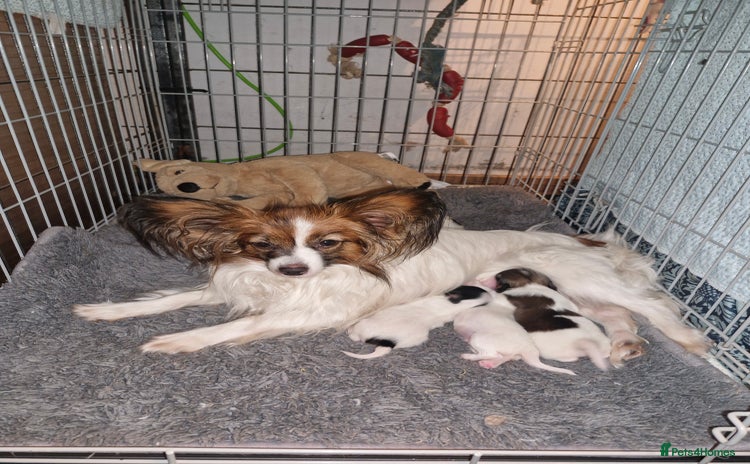 Papillon dogs - Advert 1