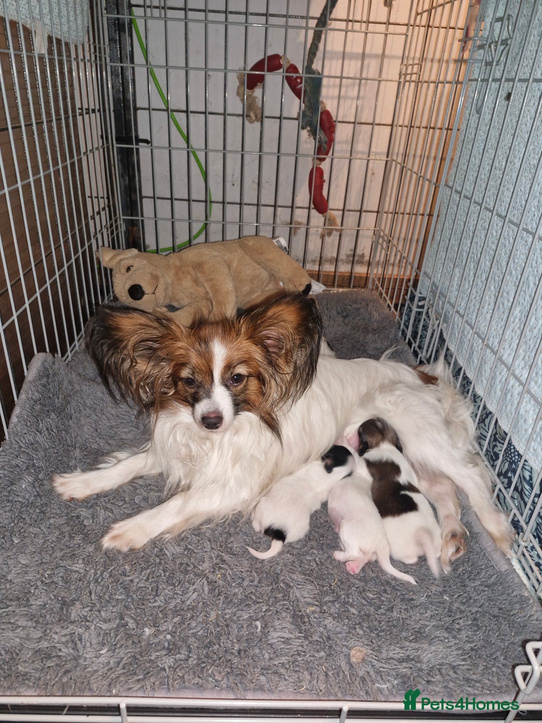 Papillon dogs for sale: KC Papillon. DNA health tested.  - Image 1