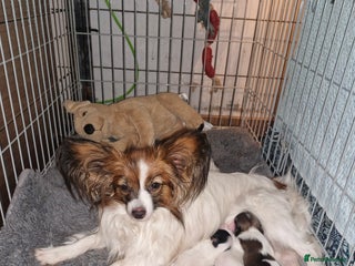Papillon dogs - Advert 32